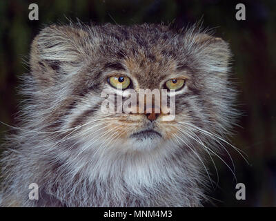 Pallas Cat's Otocolobus manul CAPTIVE Stockfoto