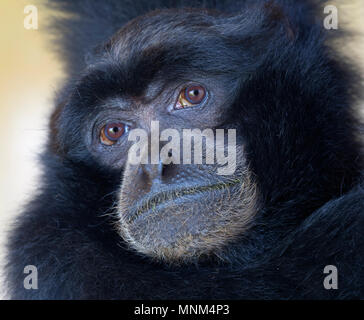 Porträt eines siamang Gibbon Symphalangus syndactylus Stockfoto