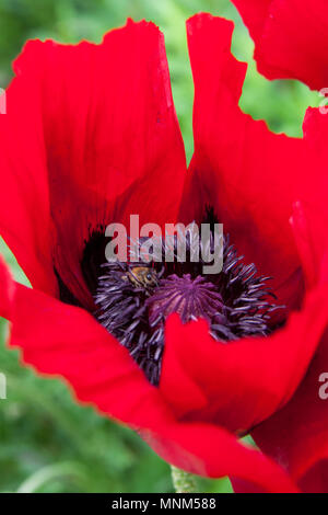 Biene auf gemeinsame Mohn (Papaver rhoeas), Deutschland Stockfoto