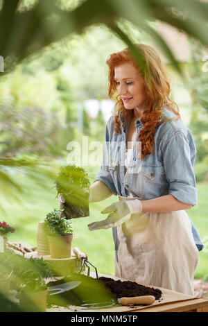 Eine rothaarige Frau in Weiß Handschuhe und Schürze Holding eine Pflanze und ein Blick auf die andere sämlinge stehen auf einem Tisch im Garten Stockfoto