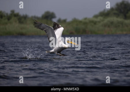 Krauskopfpelikan (Pelecanus Crispus) Stockfoto