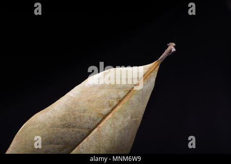 Eine separate welkes Blatt Herbst Mal Stockfoto