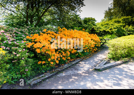 Wunderschöner Garten Park Clingendael in Holland, das ist eine öffentliche Park mit wunderschönen Blumen und Pflanzen wie Azaleen und rhodondendron und Japan Stockfoto