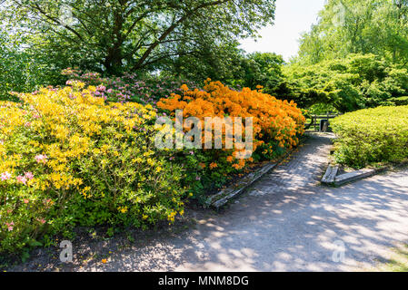 Wunderschöner Garten Park Clingendael in Holland, das ist eine öffentliche Park mit wunderschönen Blumen und Pflanzen wie Azaleen und rhodondendron und Japan Stockfoto