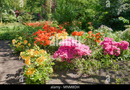 Wunderschöner Garten Park Clingendael in Holland, das ist eine öffentliche Park mit wunderschönen Blumen und Pflanzen wie Azaleen und rhodondendron und Japan Stockfoto