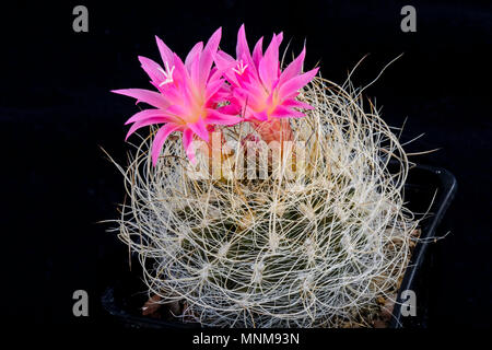 Cactus Neoporteria senilis mit Blume isoliert auf Schwarz Stockfoto