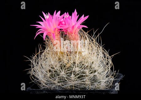 Cactus Neoporteria senilis mit Blume isoliert auf Schwarz Stockfoto