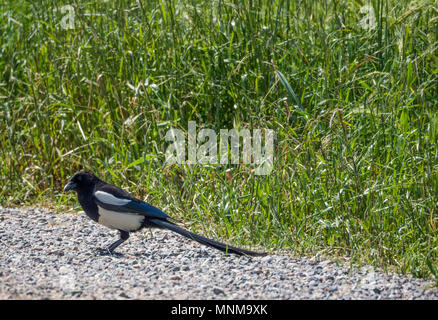 Pica Pica (MAGPIE) auf der Suche nach Essen auf einem Feldweg Stockfoto