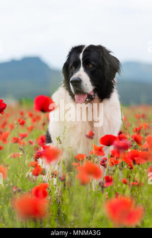 Landseer Hund reine Rasse in Poppy fied Stockfoto