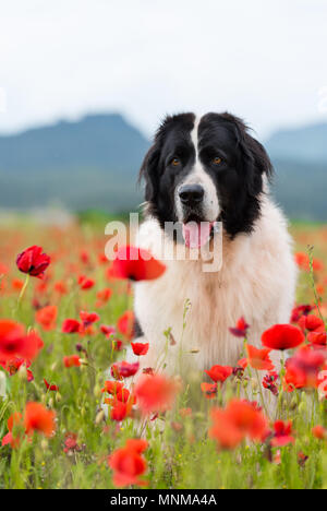 Landseer Hund reine Rasse in Poppy fied Stockfoto