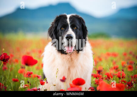 Landseer Hund reine Rasse in Poppy fied Stockfoto