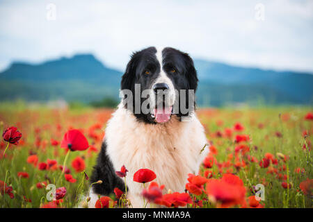 Landseer Hund reine Rasse in Poppy fied Stockfoto