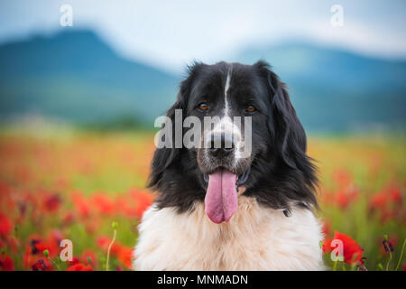 Landseer Hund reine Rasse in Poppy fied Stockfoto