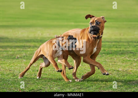 Zwei frisky fawn farbige Deutscher Boxer Hunde, Welpen und seinem älteren Freund zu spielen und ein lustiges Rennen über eine grüne Wiese laufen, Deutschland Stockfoto