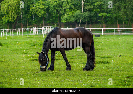 Dark Brown Chestnut Mare Pferd weiden auf der grünen Weide auf öffentlichen Boden in Zabrze, Schlesischen Hochland, Polen. Stockfoto