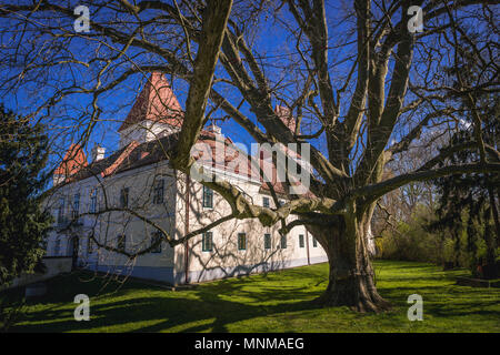 Große Platanus Baum neben dem Schloss Orth Schloss in Orth an der Donau im Bezirk Gaenserndorf Österreichs Stockfoto