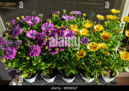 Kübelpflanzen & blühende Osteospermum Daisys; Rosa & Sunburst Stockfoto