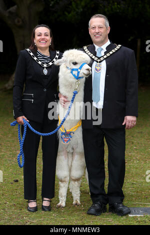 Chichester, West Sussex, UK. Cllr Stephen Reynolds hat als neuer Bürgermeister für Bognor Regis gewählt. Er ist dargestellt mit seiner Frau die Bürgermeisterin, Kim-Marie Stein und ihr Haustier Alpaka namens Rupert, der seine eigene Kette von Office hat. Mittwoch, 16 Mai 2018 © Sam Stephenson/Alamy Leben Nachrichten. Stockfoto