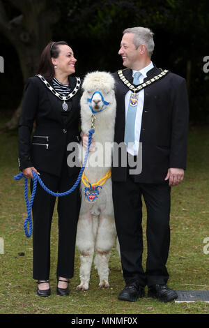 Chichester, West Sussex, UK. Cllr Stephen Reynolds hat als neuer Bürgermeister für Bognor Regis gewählt. Er ist dargestellt mit seiner Frau die Bürgermeisterin, Kim-Marie Stein und ihr Haustier Alpaka namens Rupert, der seine eigene Kette von Office hat. Mittwoch, 16 Mai 2018 © Sam Stephenson/Alamy Leben Nachrichten. Stockfoto