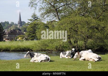 18. Mai 2018. Bakewell, Derbyshire. Eine Gruppe von Kühen genießen die warmen und sonnigen Start in den Tag am Ufer des Flusses in Bakewell, Heimat der berühmten Torte und Pudding. Es ist ein slo, Verschlafenen Morgen und die Kühe Sonnen Sie sich in der Wärme, Kauen der cud und Dösen in der grünen Wiese. Credit: Wayne Farrell/Alamy leben Nachrichten Stockfoto