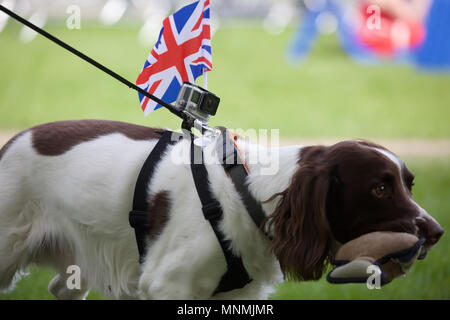 Windsor, UK, Mai 2018 18., ein Cocker Spaniel Joins in die Feierlichkeiten mit einem Union Jack Flagge an seinem Kabelbaum angeschlossen und ein Stofftier in seinen Mund, als die königliche Hochzeit Vorbereitungen erhalten. Credit Keith Larby/Alamy leben Nachrichten Stockfoto