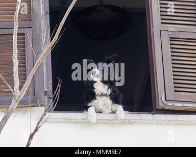 Ein niedliches schwarzer Hund mit einem weißen Wolle auf seinem Bauch peeking aus dem Fenster eines alten Hauses mit einem hölzernen Vintage frame Schärpe. Stockfoto