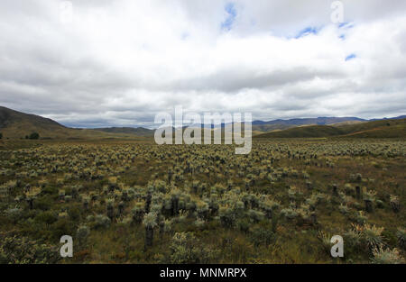 Schöne kolumbianische Paramo Highland mit Frailejones, Espeletia, Kolumbien Stockfoto