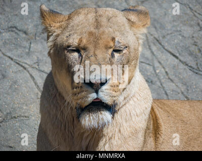 Afrikanische Löwen (Panthera leo) Stockfoto