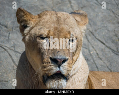 Afrikanische Löwen (Panthera leo) Stockfoto