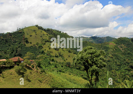 Landschaft der Kaffee- und Bananenplantagen im Kaffee Anbau Region in der Nähe von El Jardin, Antioquia, Kolumbien Stockfoto