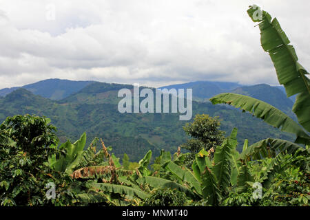 Landschaft der Kaffee- und Bananenplantagen im Kaffee Anbau Region in der Nähe von El Jardin, Antioquia, Kolumbien Stockfoto