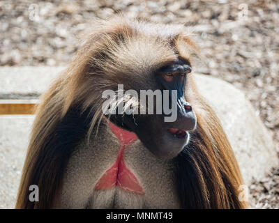 Gelada Pavian (Theropithecus Gelada) Stockfoto