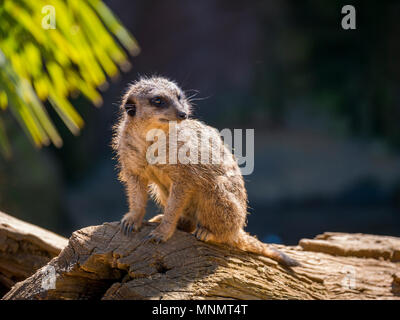 Erdmännchen (Suricata suricatta) Stockfoto