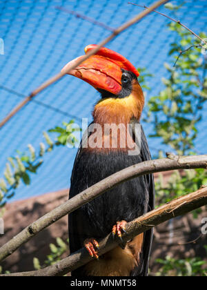 Rofous Nashornvogel (Buceros hydrocorax) Stockfoto