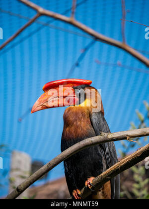 Rofous Nashornvogel (Buceros hydrocorax) Stockfoto