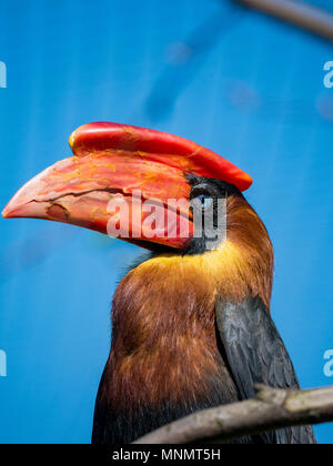 Rofous Nashornvogel (Buceros hydrocorax) Stockfoto