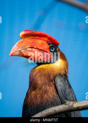 Rofous Nashornvogel (Buceros hydrocorax) Stockfoto
