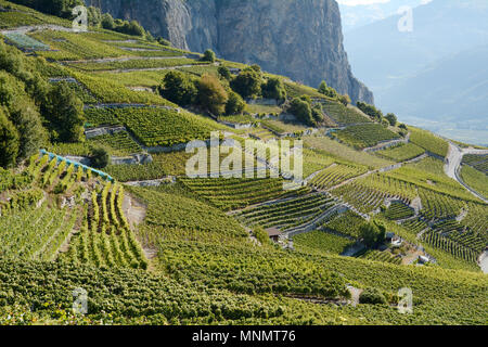 Mountain Vineyards ab der Swiss Wine Trail gesehen, in der Nähe von Chamoson, in das Rhonetal, Kanton Wallis, Schweiz. Stockfoto