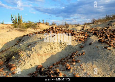 Runde Steine in Tatacoa Wüste, Neiva, südlichen Kolumbien zur Festlegung Stockfoto