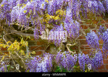 Wisteria Pflanzen in voller Blüte gegen die Wand Stockfoto