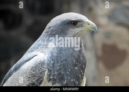 Schwarz-chested Bussard - Adler, geranoaetus Melanoleucus, in der Nähe von Otavalo, Ecuador Stockfoto