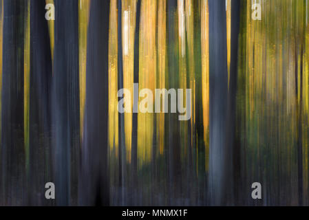 Zusammenfassung Hintergrund der Bäume mit Bewegungsunschärfe mit in Bewegung der Kamera erstellt. Stockfoto