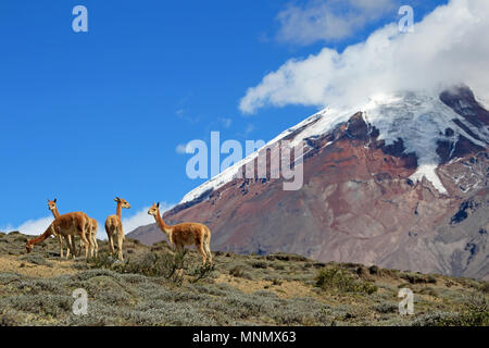 Vicunas, die wilden Verwandten der Lamas, die beweidung am Chimborazo Vulkan Vulkanier, hoch oben in den Anden, ist er der höchste Berg Ecuadors Stockfoto