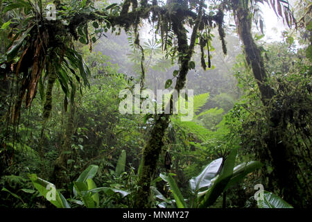 Cloud Forest von Reserva Biologica Bosque Nuboso Monteverde, Costa Rica Stockfoto