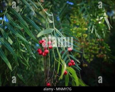 In der Nähe des Pepper Tree mit grün und rosa Früchte. Stockfoto