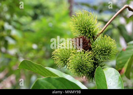 Rambutan, Nephelium Lappaceum, die litschi wie Obst mit langen Haken Stacheln, Costa Rica Stockfoto