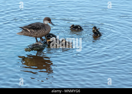 Weiß ist pintail Ente mit Küken in einem Salzwasser Lagune auf der Insel Isabela, Galapagos, Ecuador. Stockfoto