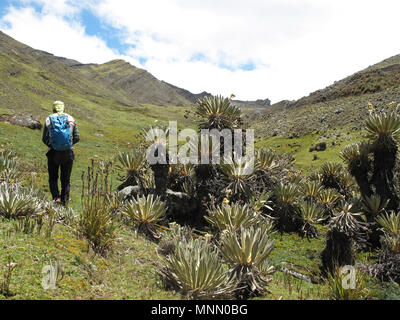 Wanderer in der kolumbianischen paramo Hochland von Cocuy Nationalpark, umgeben von der wunderschönen Frailejones Pflanzen, Espeletia, Kolumbien umgeben Stockfoto