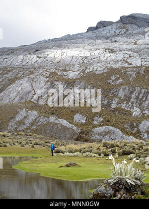 Wanderer in der kolumbianischen paramo Hochland von Cocuy Nationalpark, umgeben von der wunderschönen Frailejones Pflanzen, Espeletia, Kolumbien umgeben Stockfoto