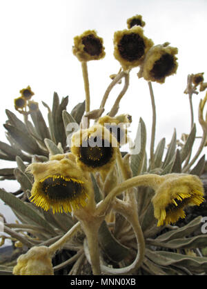 Schöne Frailejones Pflanzen, Espeletia, in paramo Hochland von Cocuy Nationalpark, Kolumbien Stockfoto